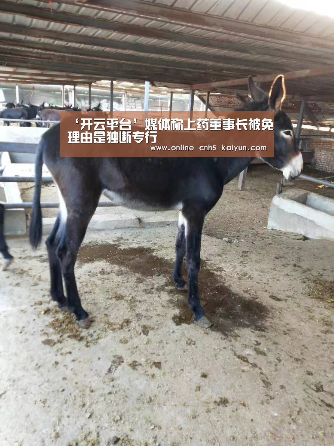 ‘开云平台’媒体称上药董事长被免理由是独断专行(图1) 开云平台